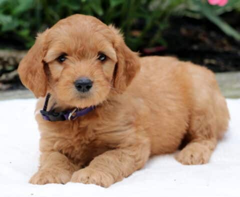 Rayne Goldendoodle