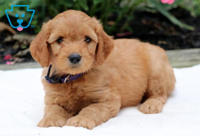 Rayne Goldendoodle image