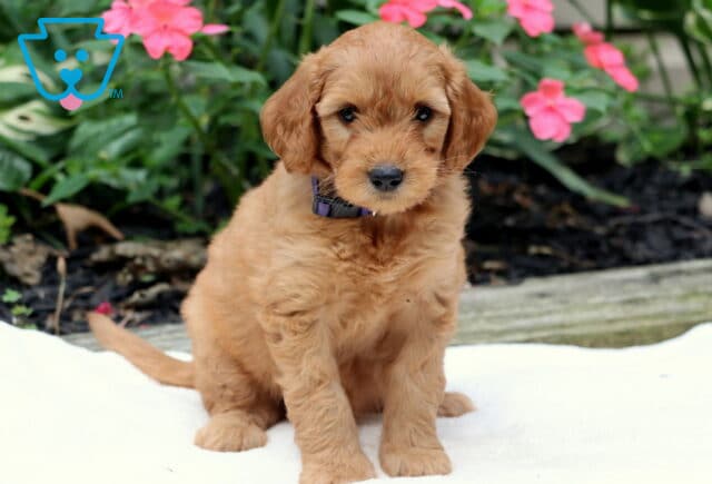 Rayne Goldendoodle2 image