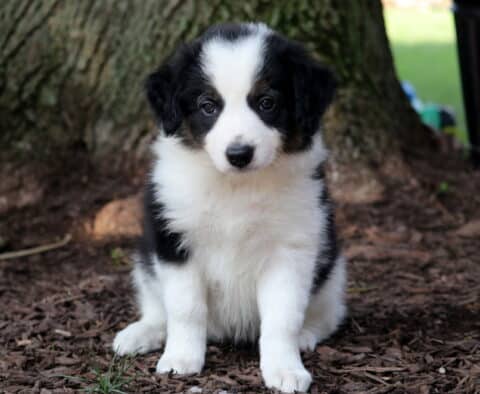 Reba Border Collie