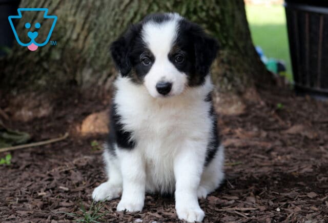 Reba Border Collie image