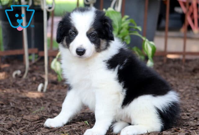 Reba Border Collie2 image