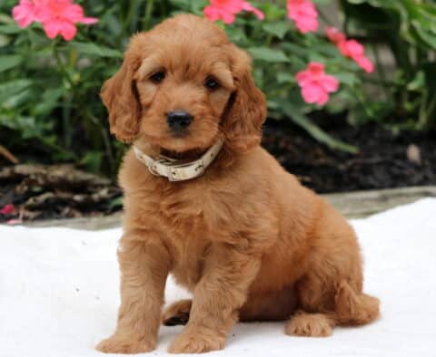 Reese Goldendoodle