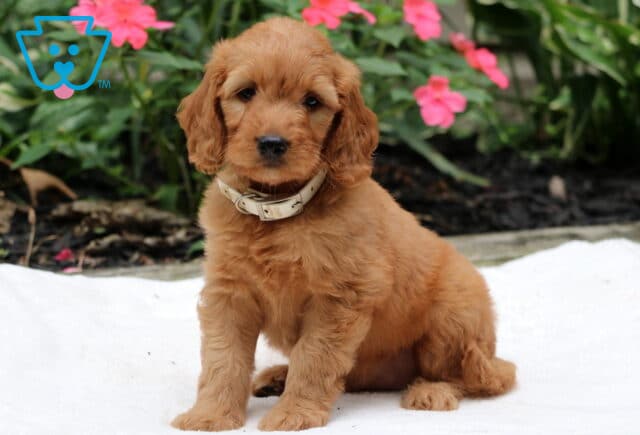 Reese Goldendoodle image