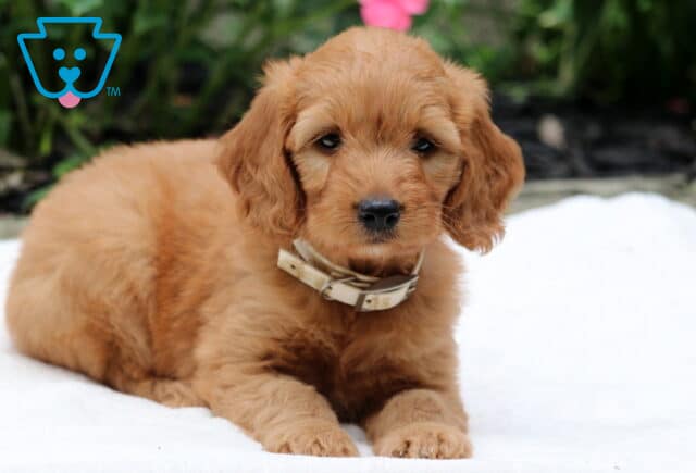 Reese Goldendoodle2 image