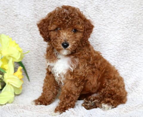 Reggie Mini Poodle
