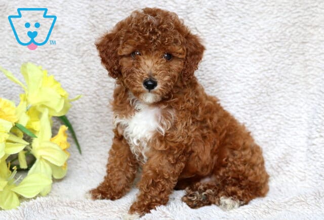 Charming Mini Poodle puppy with a rich red curly coat and a white chest, sitting alertly on a soft tan blanket next to a bunch of bright yellow flowers. image