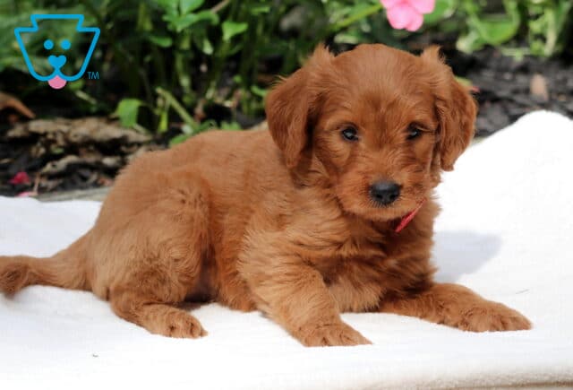 Rex Goldendoodle image
