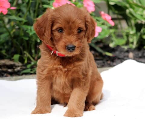 Rex Goldendoodle2