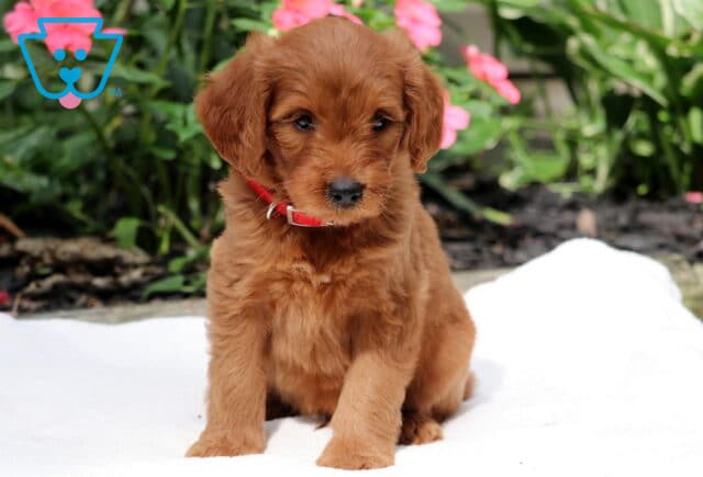 Rex Goldendoodle2 image
