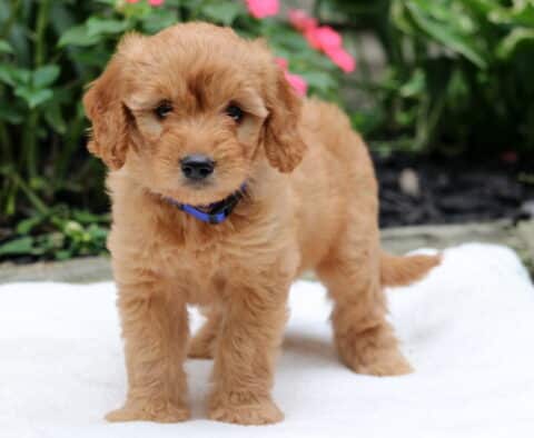 Rhea Goldendoodle