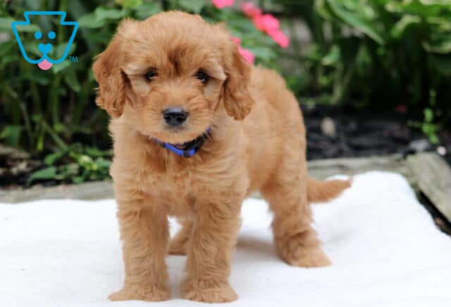 Rhea Goldendoodle image