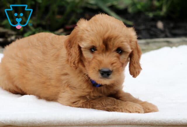 Rhea Goldendoodle2 image