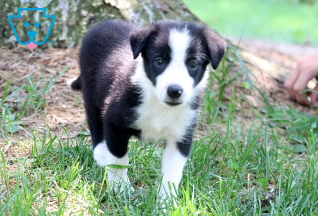 Playful black and white Border Collie puppy walking through the grass toward the camera, with a curious expression and a hand visible in the background. image