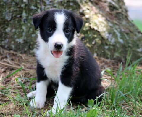 Rita Border Collie2