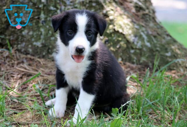 Smiling black and white Border Collie puppy sitting in the grass with its tongue out, looking playful and happy in front of a large tree trunk. image