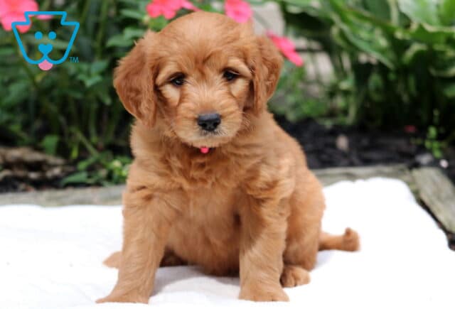 Rita Goldendoodle image