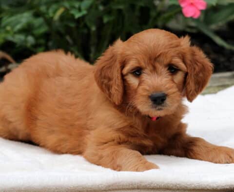 Rita Goldendoodle2