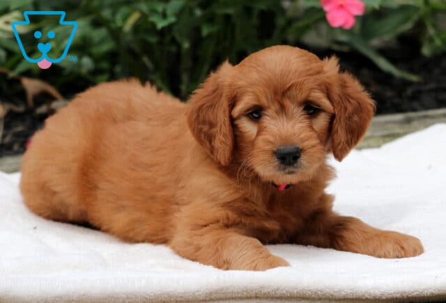 Rita Goldendoodle2 image