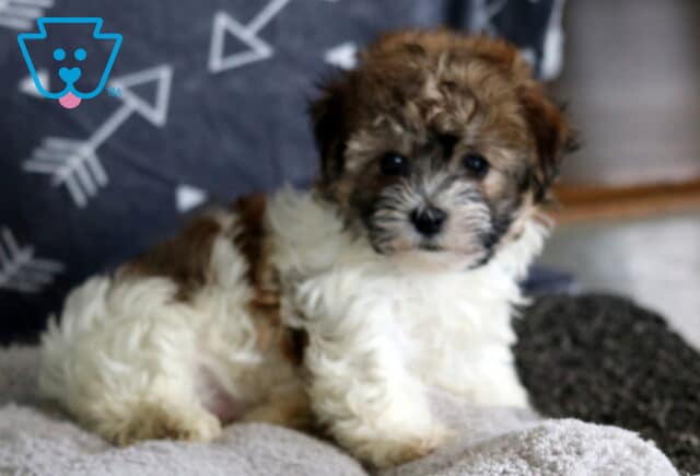 Fluffy Havanese puppy with a soft white and brown coat sitting on a cozy gray blanket, gazing sweetly at the camera with a dark arrow-patterned background. image