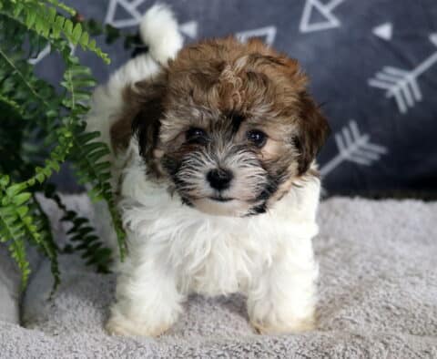 Adorable Havanese puppy with a fluffy brown and white coat standing on a soft gray blanket, peeking out from behind a green fern with a curious expression.