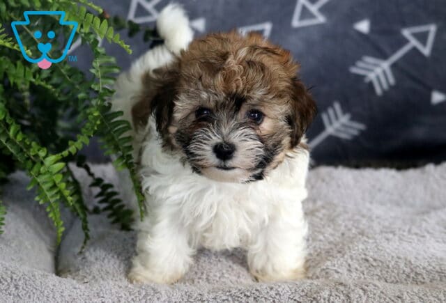 Adorable Havanese puppy with a fluffy brown and white coat standing on a soft gray blanket, peeking out from behind a green fern with a curious expression. image