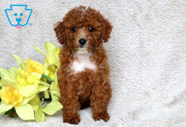 Adorable red Mini Poodle puppy with a fluffy coat and a white patch on its chest, sitting upright on a soft beige blanket next to a bunch of yellow flowers. image