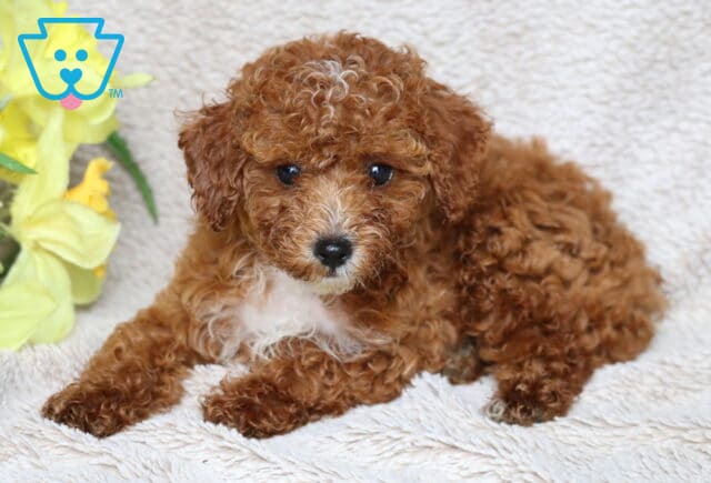 River Mini Poodle2 image