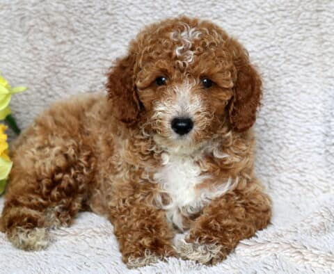 Rocket Mini Poodle