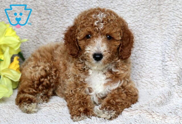 Curly-coated Mini Poodle puppy with a rich apricot and white coat, lying sweetly on a beige blanket next to vibrant yellow flowers. image
