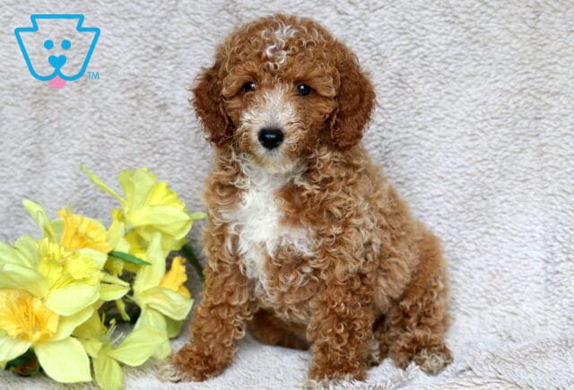 Adorable Mini Poodle puppy with a curly apricot coat and white chest, sitting upright on a soft beige blanket beside bright yellow flowers. image