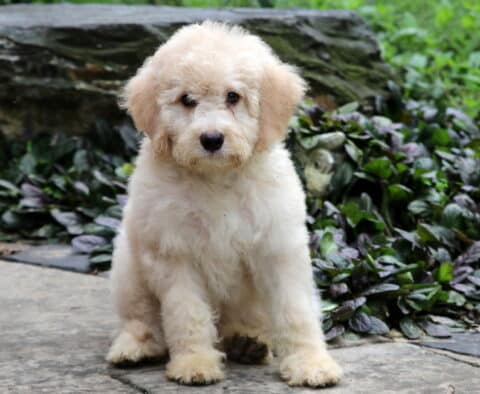 Fluffy mini Bernedoodle puppy with a soft cream-colored coat sitting on a stone path in front of green foliage, looking sweetly at the camera.