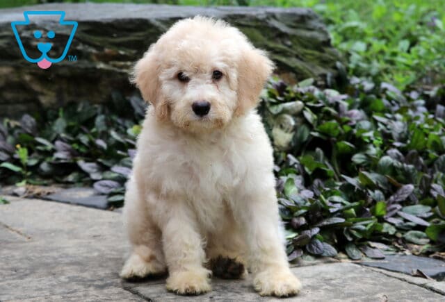 Fluffy mini Bernedoodle puppy with a soft cream-colored coat sitting on a stone path in front of green foliage, looking sweetly at the camera. image