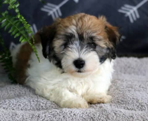 Fluffy tri-colored Havanese puppy with a white coat, black markings, and light brown patches lying on a soft gray rug beside green fern leaves.