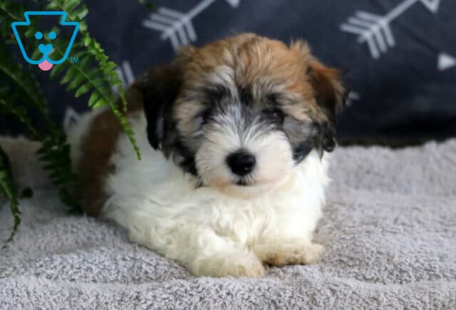 Fluffy tri-colored Havanese puppy with a white coat, black markings, and light brown patches lying on a soft gray rug beside green fern leaves. image