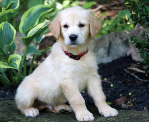 Rolo Golden