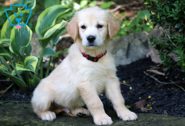 Rolo Golden image