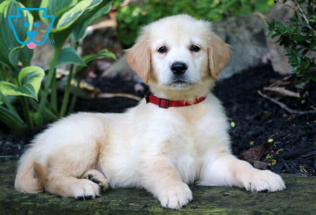 Rolo Golden2 image