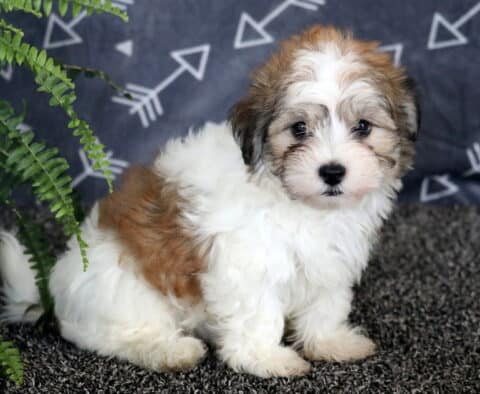Fluffy Havanese puppy with white fur and brown patches sitting alertly on a dark textured rug beside a green fern, with a gray arrow-patterned backdrop.