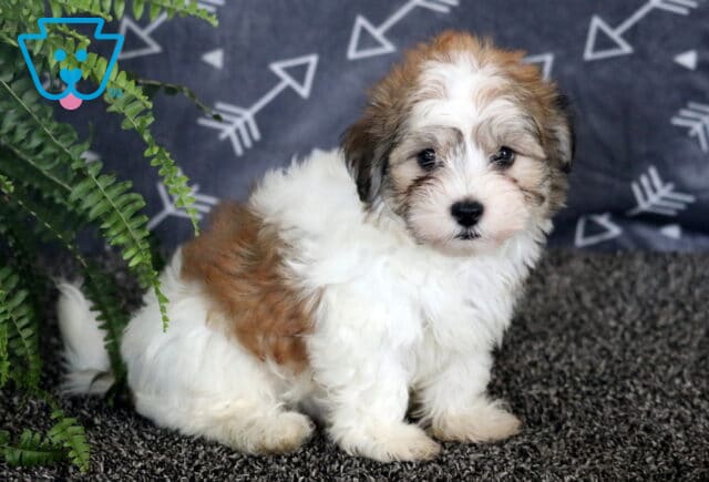 Fluffy Havanese puppy with white fur and brown patches sitting alertly on a dark textured rug beside a green fern, with a gray arrow-patterned backdrop. image