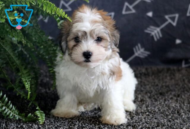 Adorable Havanese puppy with a fluffy white coat and tan markings sitting upright on a dark carpet, framed by a fern leaf and a gray backdrop with white arrows. image