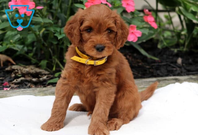 Roscoe Goldendoodle image