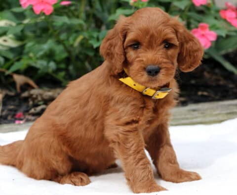 Roscoe Goldendoodle2