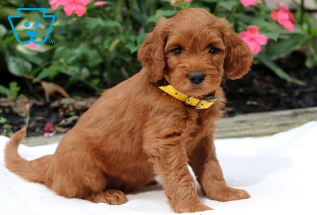 Roscoe Goldendoodle2 image