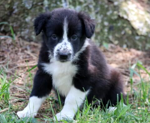 Rosie Border Collie