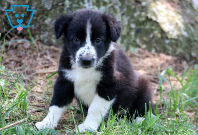 Fluffy black and white Border Collie puppy with a speckled white muzzle and paws sitting in grassy woods, gazing sweetly at the camera near a large tree trunk. image
