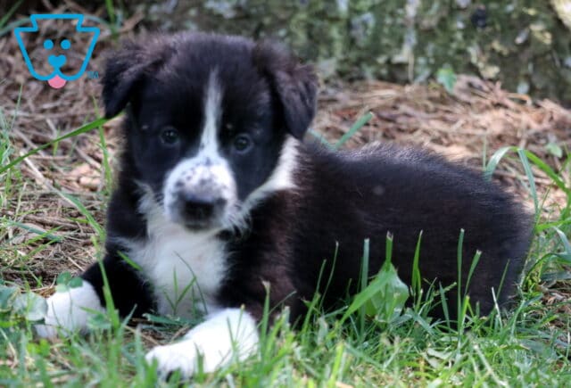 Black and white Border Collie puppy with a speckled nose lying in the grass, looking up with a gentle expression near a tree trunk and pine needles. image