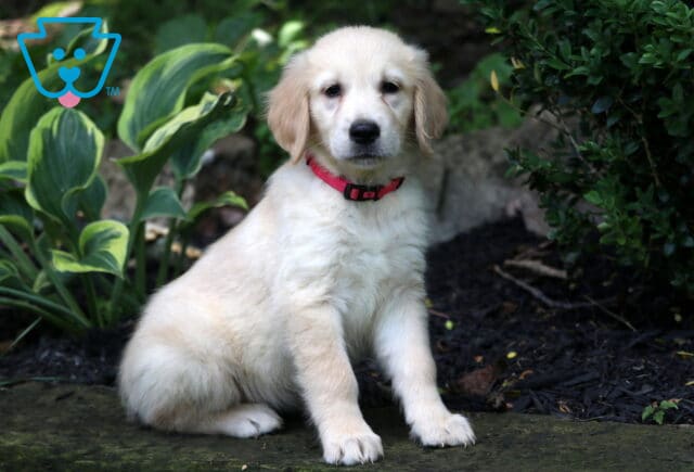 Rosie Golden image