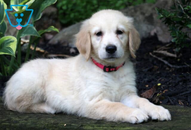 Rosie Golden2 image