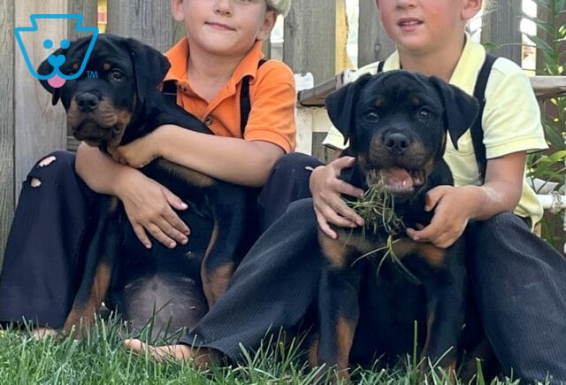 Rottweiler puppies image